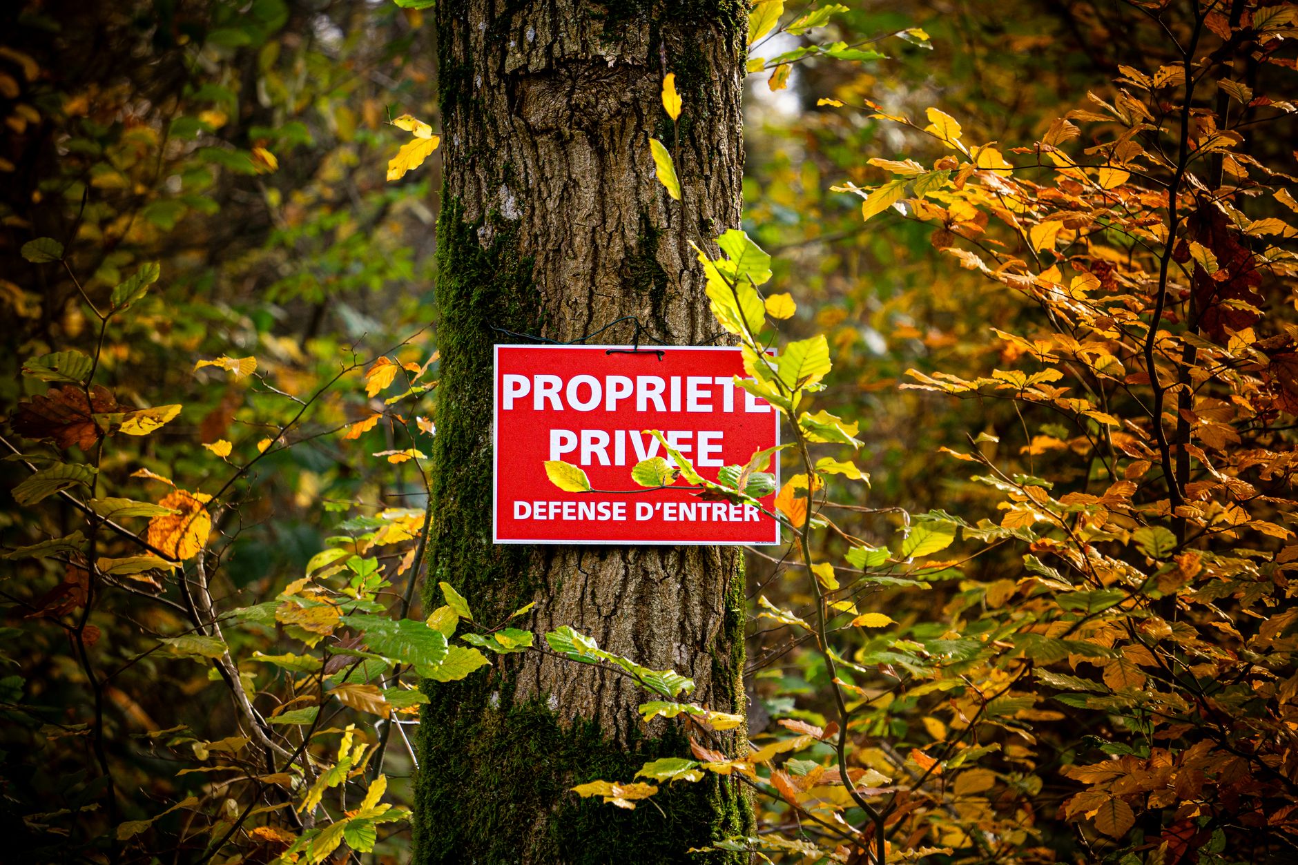 Détective privé à Les Abymes